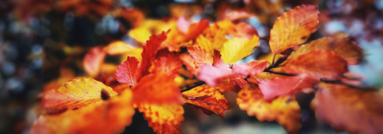 Herbst Blaetter