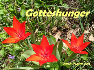 Bild zur Meditaiton am Nachmittag
